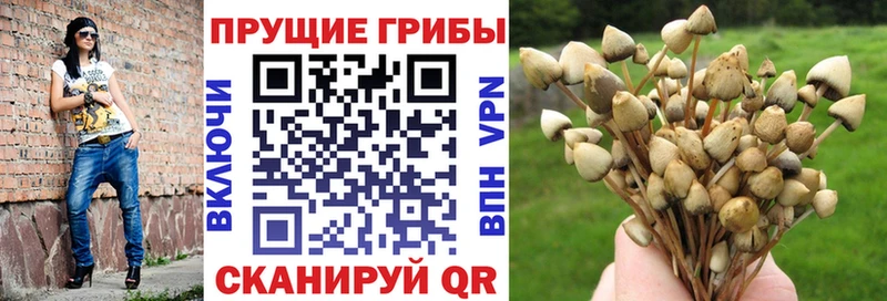 Галлюциногенные грибы Psilocybine cubensis  Монино 